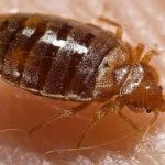 Video: Spotting Bed Bugs In And Around Your Bed 1