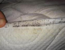 Bed Bugs On Mattress