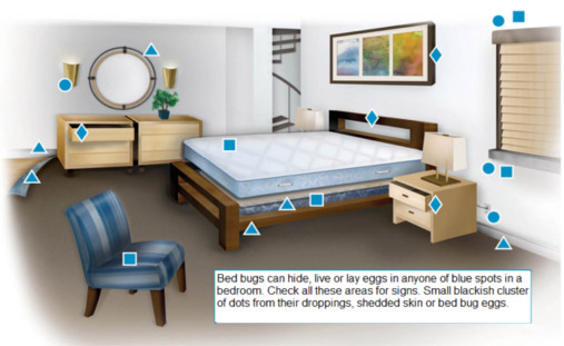 Where do Bed Bugs live