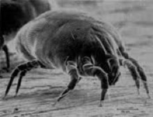 What are dust mites? 1