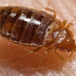 What are bed bugs. Click on picture for more information.