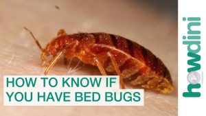 Bed Bug Killing Powder Australian Made 2