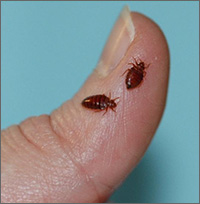 Bed Bugs actual size