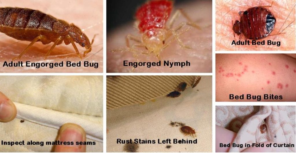 How to Identify a Bed Bug Infestation