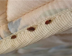 Bed bugs on a mattress