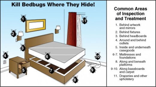 Where do bed bugs hide