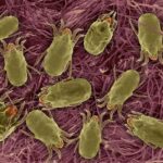How to Protect Your Bedding from Bed Bugs and Dust Mites 3 Dust mites under a microscope